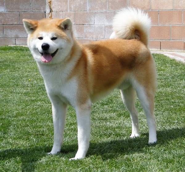 Akita Inu Photo