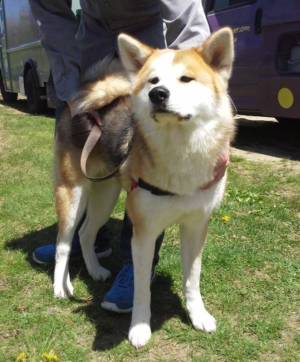 Akita Photo In The Sun