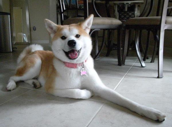 Akita Photo