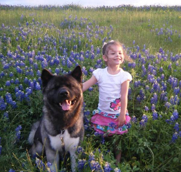 Akita In Flowers