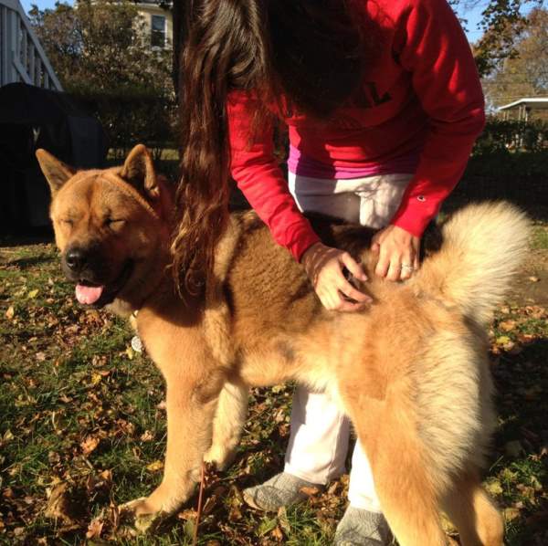 Akita Photos Smiling
