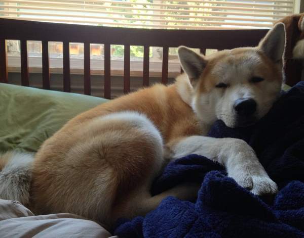 Akita Snuggling