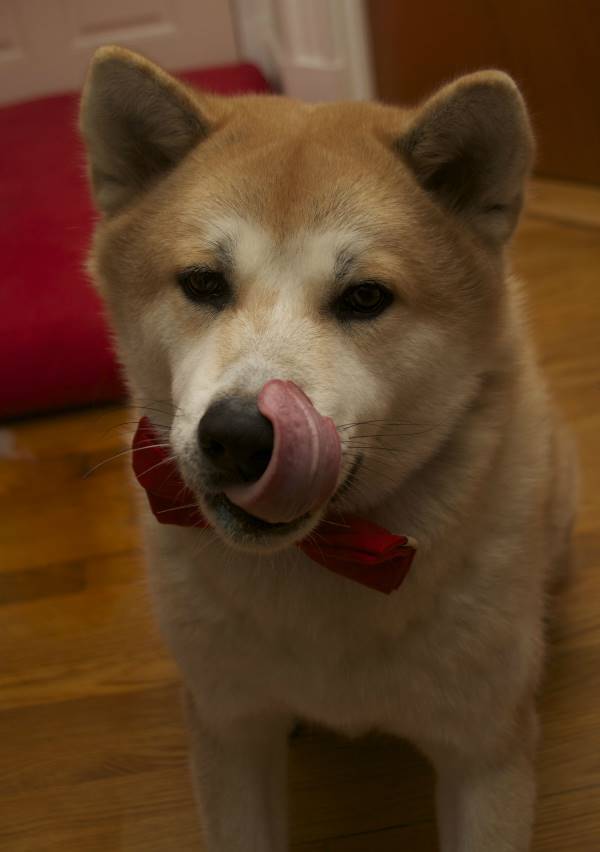 Akita Photos Tongue