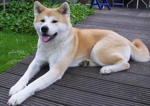 Akita Photos