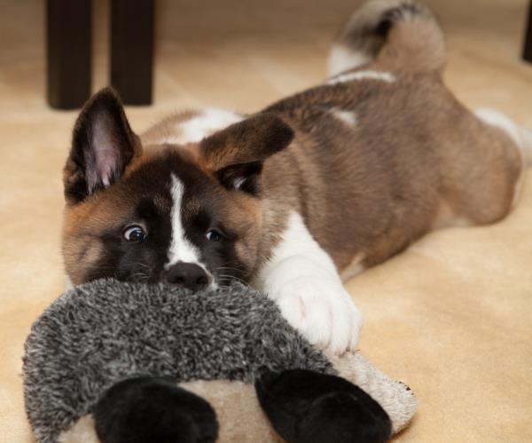Akita Puppy Photo