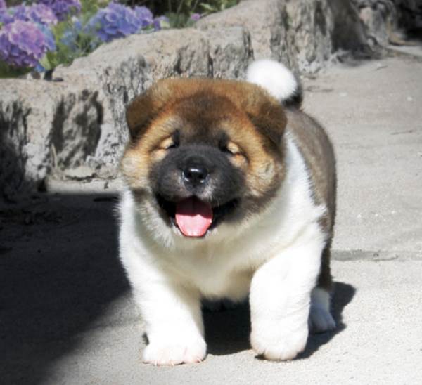 Akita Puppy
