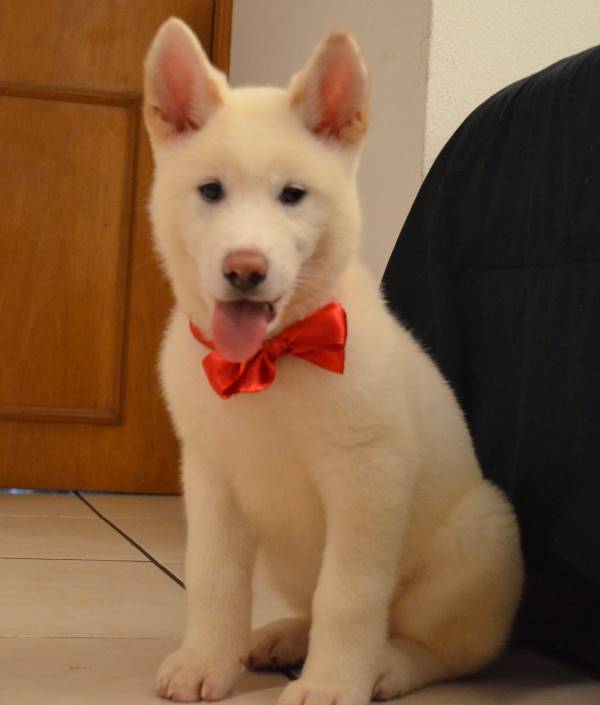 Akita Wearing Bow Tie