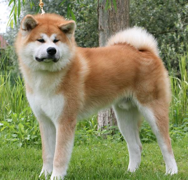 Akita