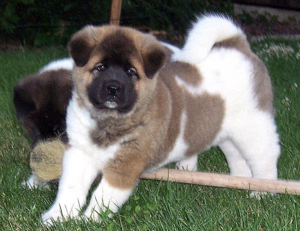 American Akita Puppies