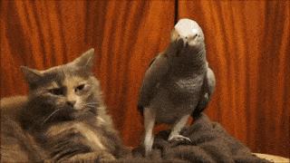 Annoying Parrot