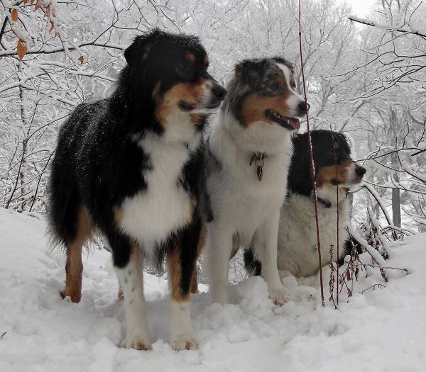 Australian Shepherds In The Snow