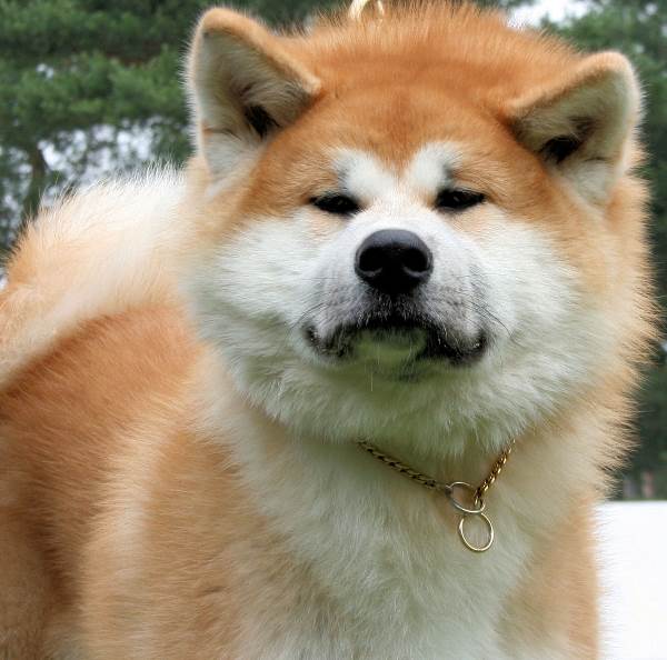 Beautiful Akita