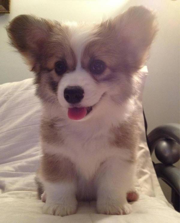 Big Ear Corgi Puppy