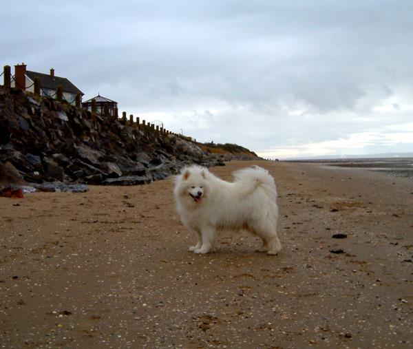 Bjelkier On The Beach