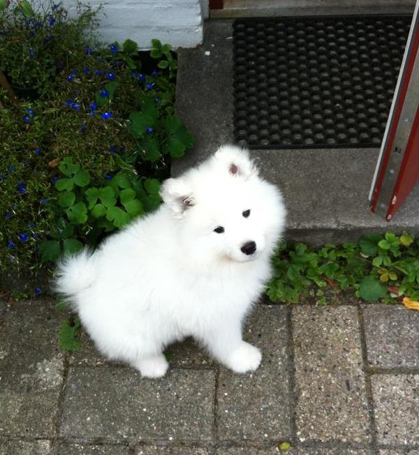 Bjelkier Puppy