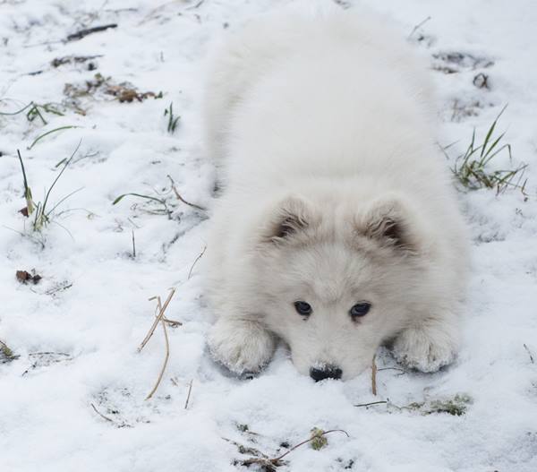 Blejkier Layign In The Snow