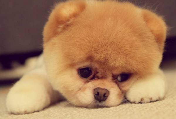 Boo Puppy Pictures