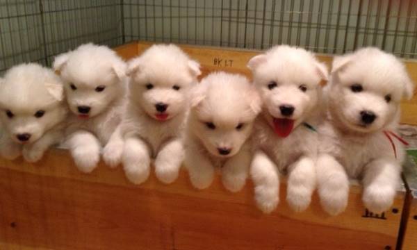Box Of Samoyed Puppies