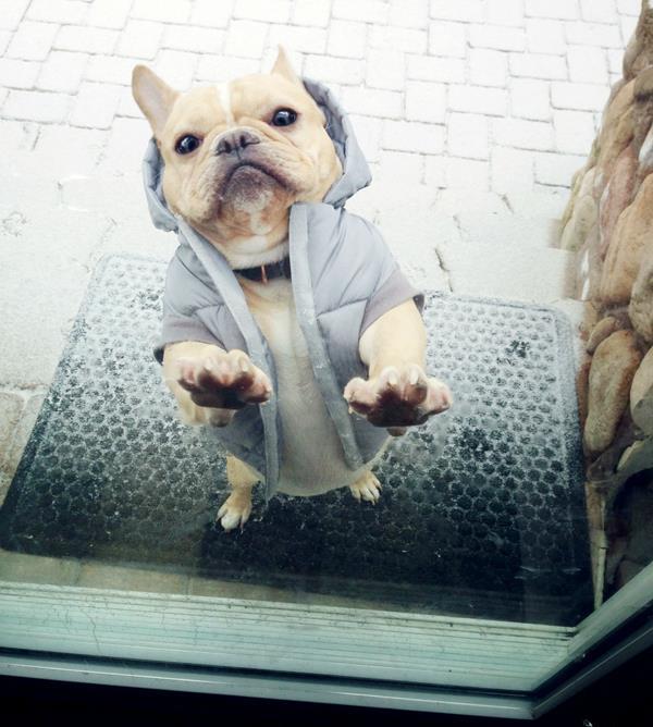 Bulldog In The Snow