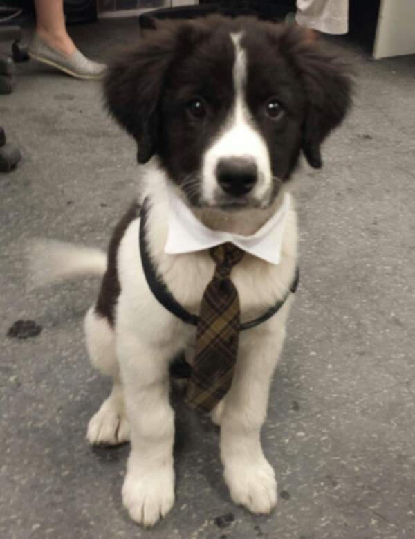 Business Puppy