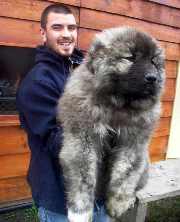 Caucasian Shepherd Puppy