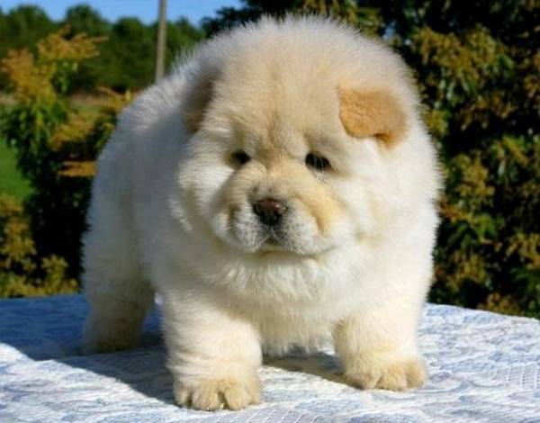 Chow Puppy