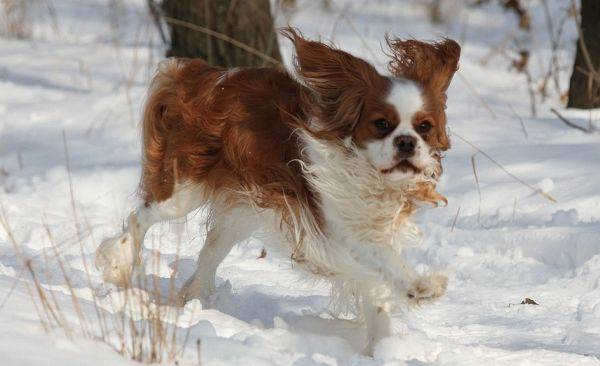 Cocker Spaniel In The Snow