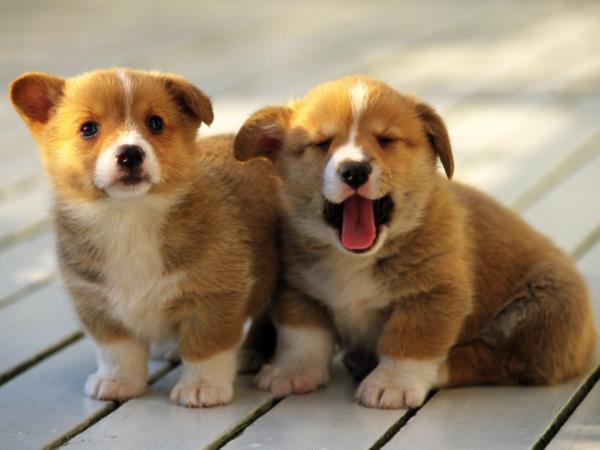 Corgi Puppies