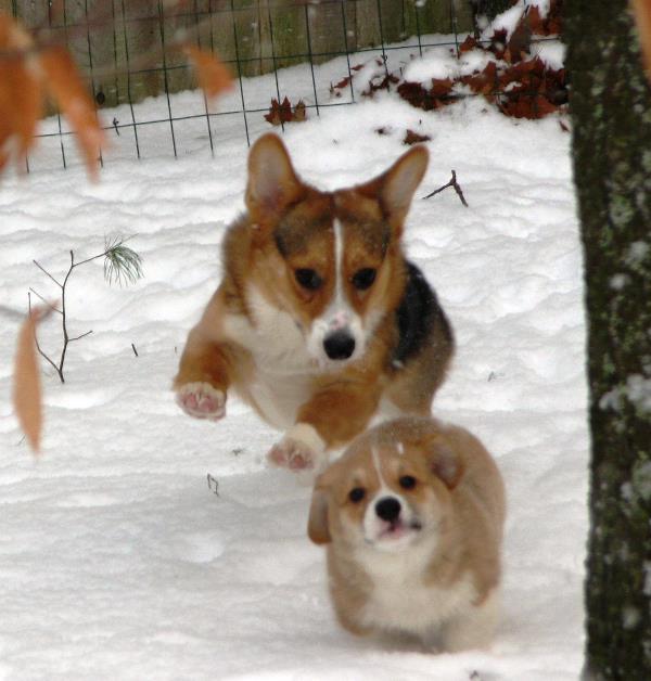 Corgis Playing In The Snow