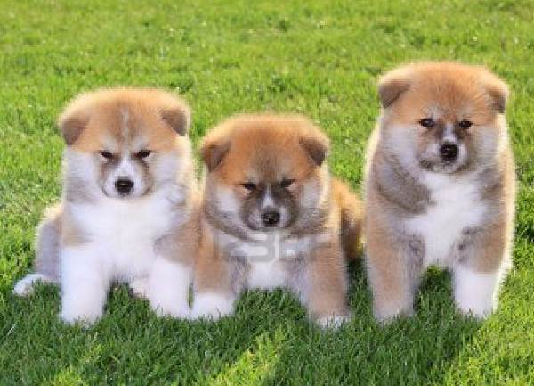 Cute Akita Puppies
