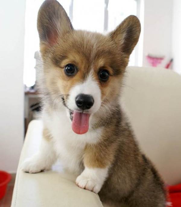 Cute Corgi Puppy Pictures