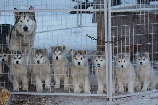 Cute Husky Family