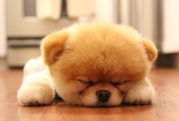 Cute Puppy Pictures Boo