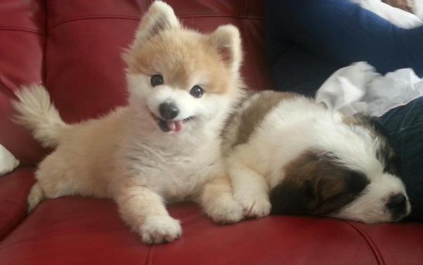 Cute Puppy Pictures