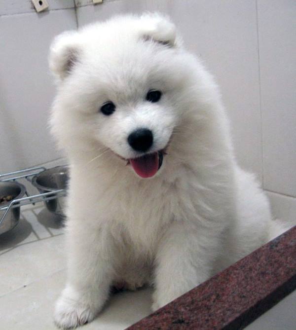 Cute Samoyed Photos