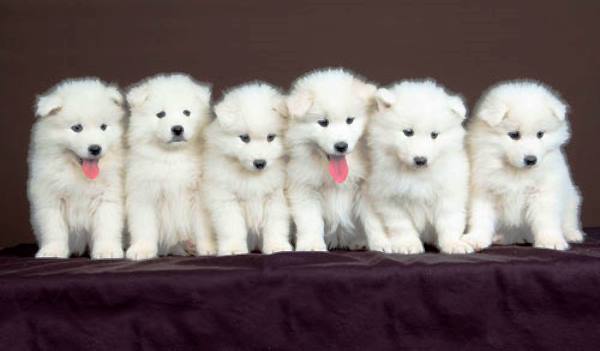 Cute Samoyed Puppies