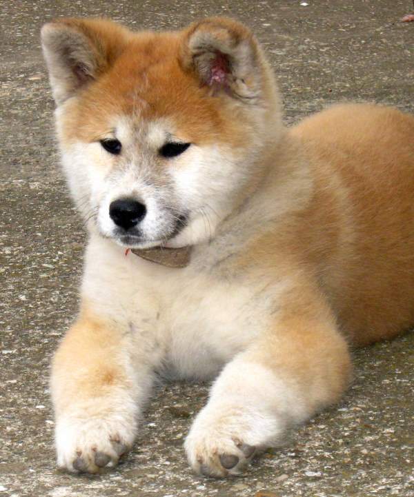 Cutest Akita Photos Fluffy