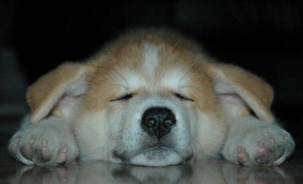 Cutest Akita Photos Puppy Face