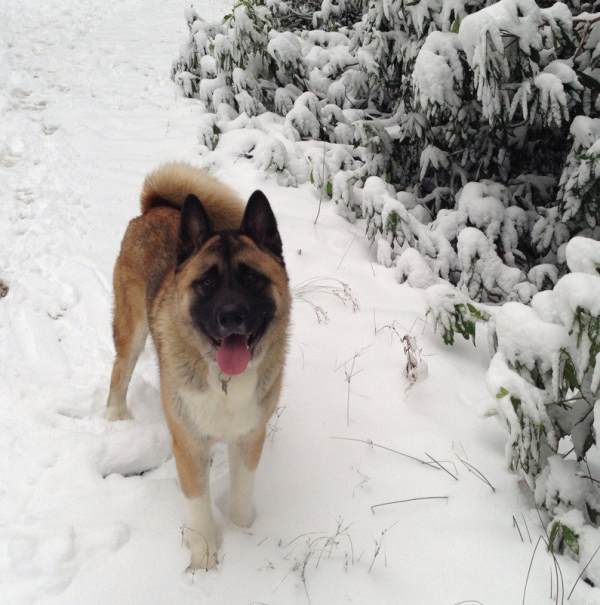 Cutest Akita Photos SNow