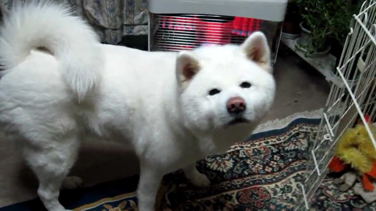 The 25 Cutest Akita Photos Ever