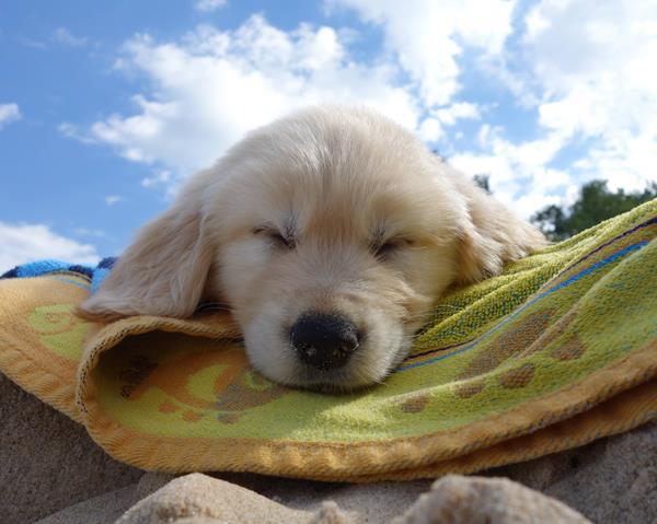 Cutest Puppy Photos Beach