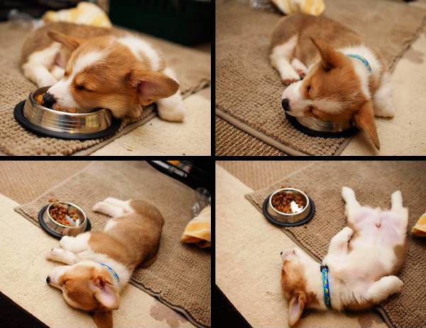 Cutest Puppy Pictures Corgi Food Coma