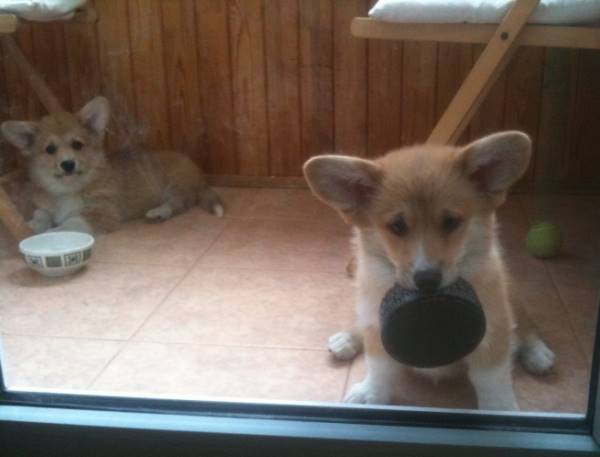 Cutest Puppy Pictures Corgis