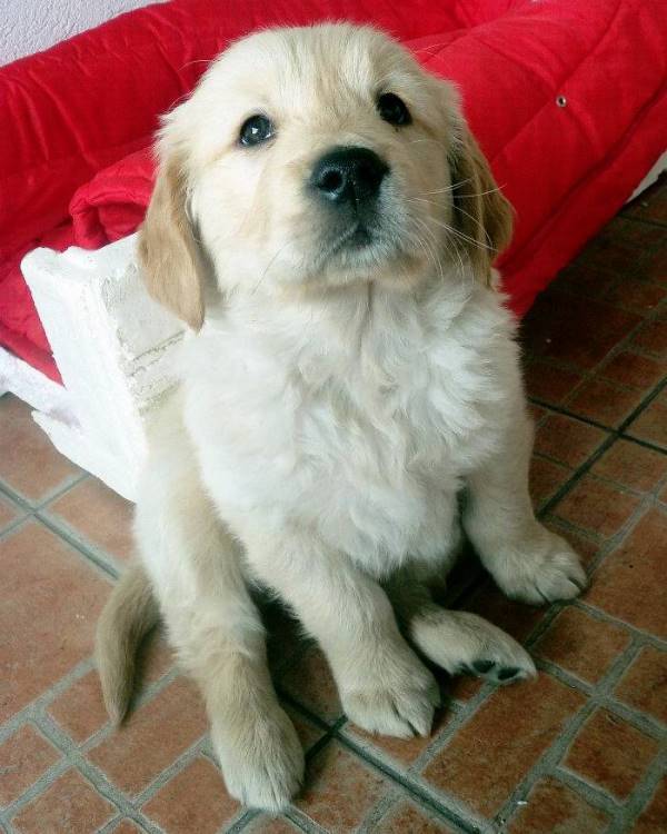 Cutest Puppy Pictures Golden Retriever
