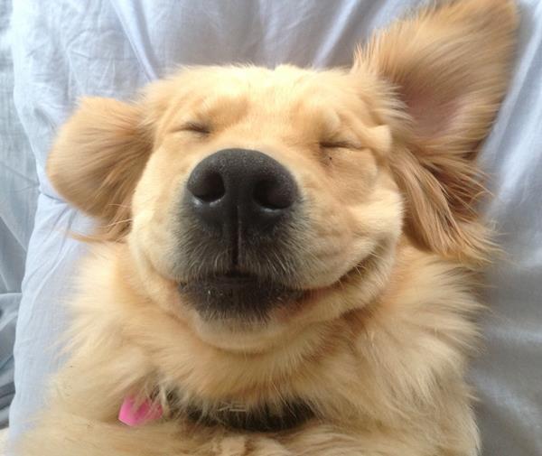 Cutest Puppy Pictures Happy
