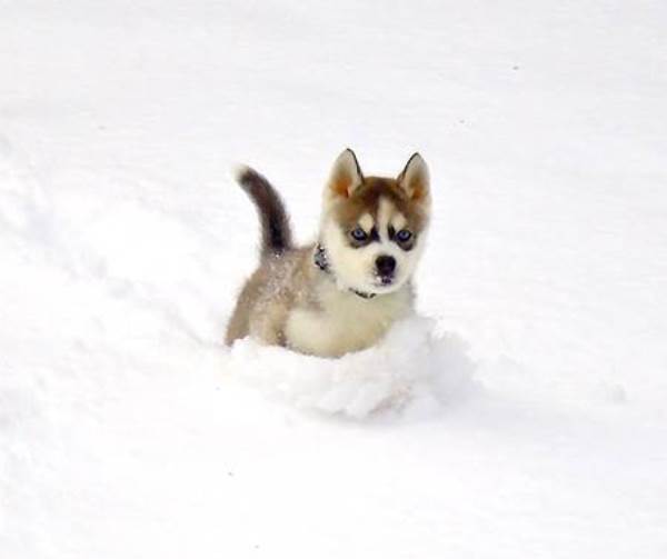 Cutest Puppy Pictures Snow