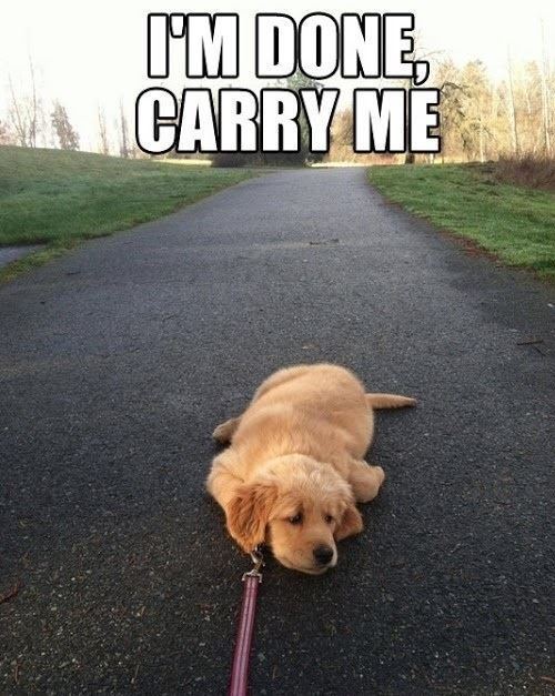 Cutest Puppy Pictures