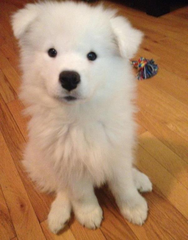 Cutest Samoyed Photos