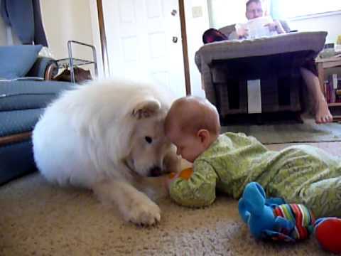 The Cutest Samoyed Photos You’ll Ever See