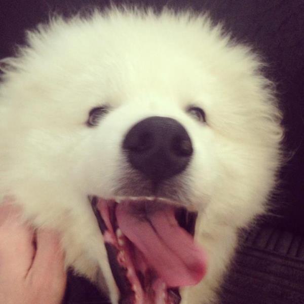 Derp Dog